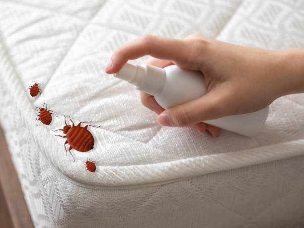 Best Pest Control Near Me  in Fort Drum, NY